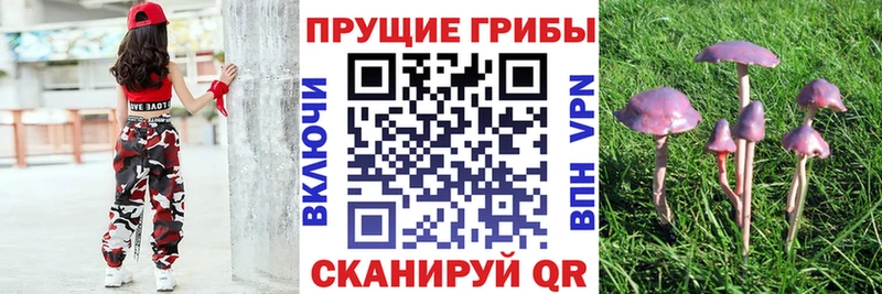Псилоцибиновые грибы прущие грибы  купить наркоту  Гусев 